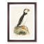 Atlantic Puffin by Von Wright - Framed Print-55456860-55456862