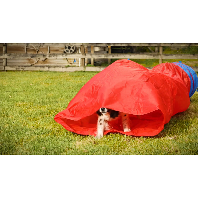 Adjustable Blue and Yellow Plastic Dog Agility Set