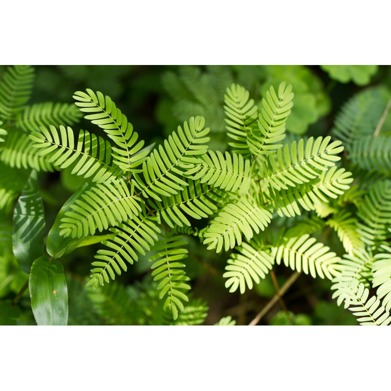 Mimosa Pudica Plant by Prettyzhizhi - Wrapped Canvas Print, 20cm H x 30cm W