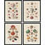 «Old-World Shell Collection», impression thématique maritime encadrée sur papier, 4 pièces-97782604-97782605