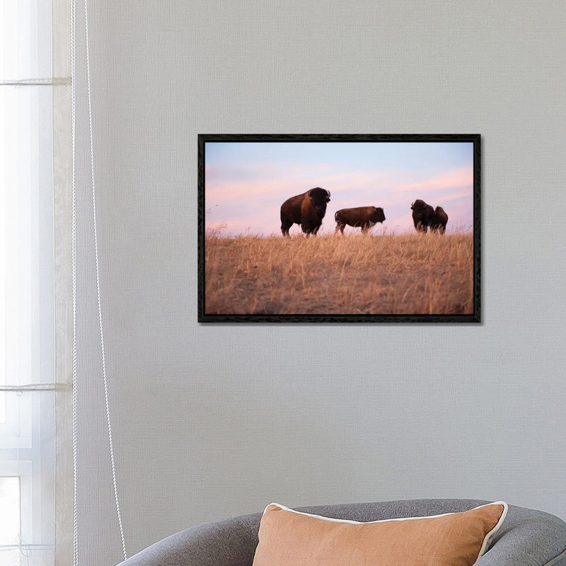 Four Bison Roam On A Ranch Near Valentine, Nebraska by Joel Sartore - Gallery-Wrapped Canvas Giclée on Canvas, Black Framed
