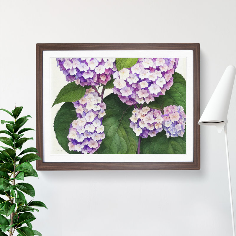 Watercolour Hydrangea Flowers Vol.3 - Framed Print, 25cm H x 34cm W x 2cm D, Walnut