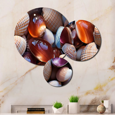 Beach Photo Seashell Symphony IV Wall Decor on Metal