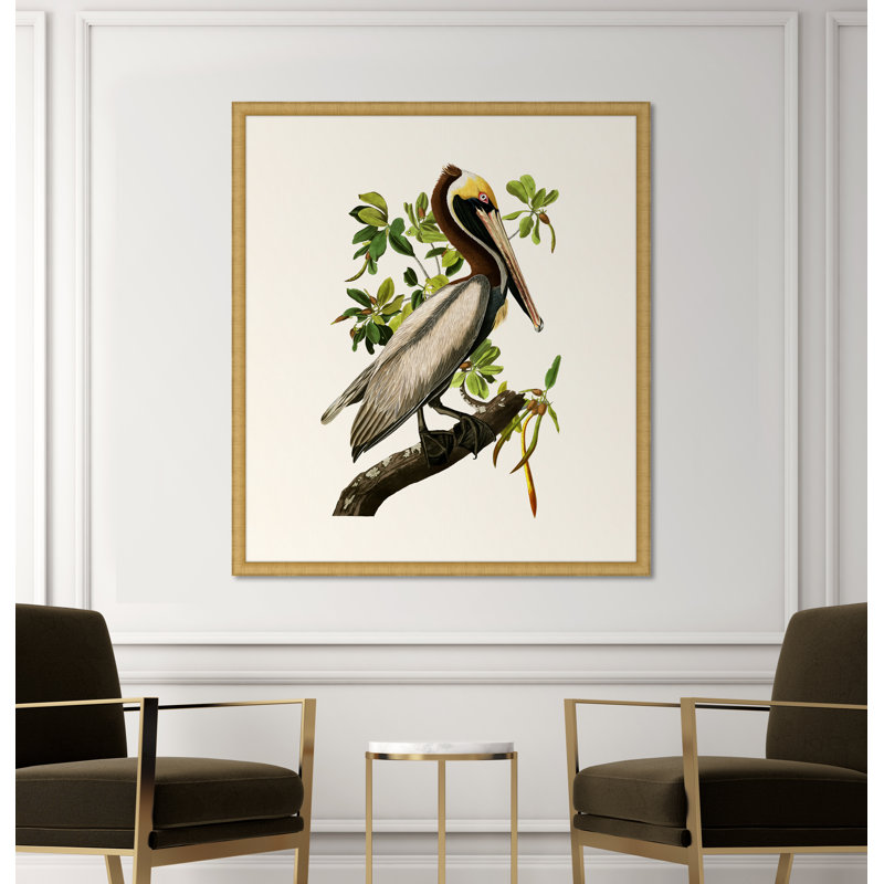 «Audubon's Brown Pelican» par John Audubon - Reproduction d'art graphique sur papier encadré