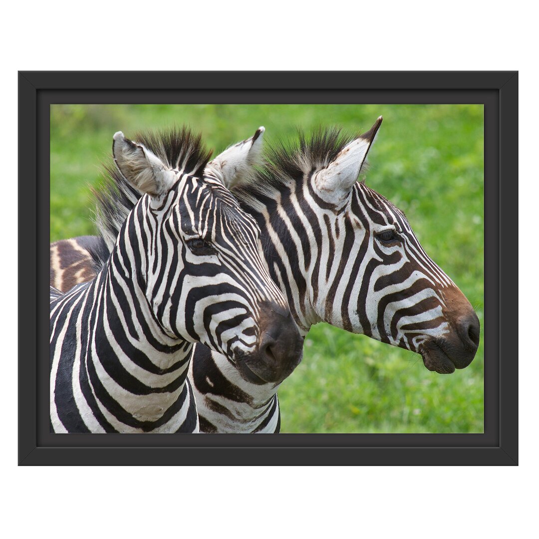 Gerahmtes Wandbild schönes Zebrapaar