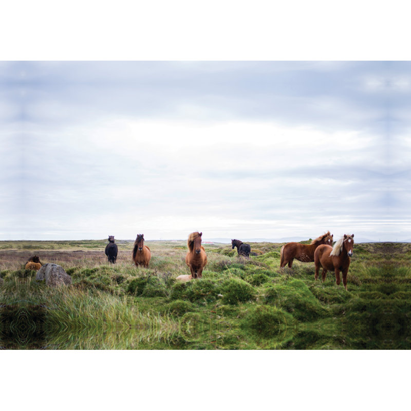 Horse Pose - Wrapped Canvas Art Prints, 51cm H x 76cm W