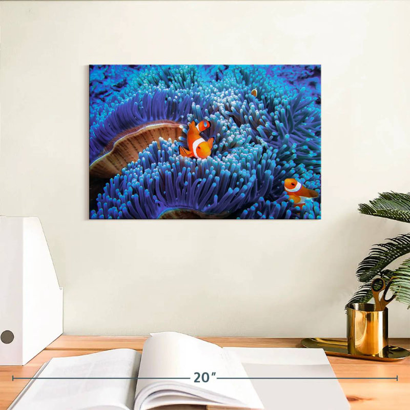 Bali sea anemone clownfish Aletra, H 8 po x l 12 po
