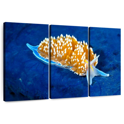 Glowing Nudibranch