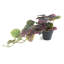 35 cm H Faux Foliage Plant in Plastic Pot Liner-101685180