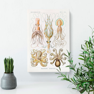 Octopus And Squid by Ernst Haeckel - Wrapped Canvas