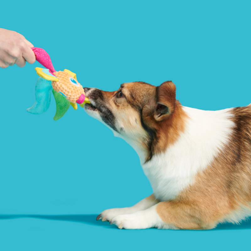 Best Of Bark Box Accessories