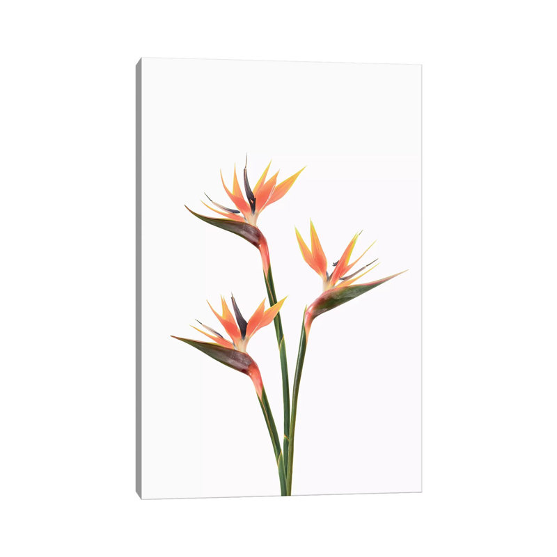 Birds Of Paradise by Sisi & Seb - Gallery-Wrapped Canvas Giclée on Canvas, Canvas, 101.6 cm H x 66.04 cm W x 1.91 cm D