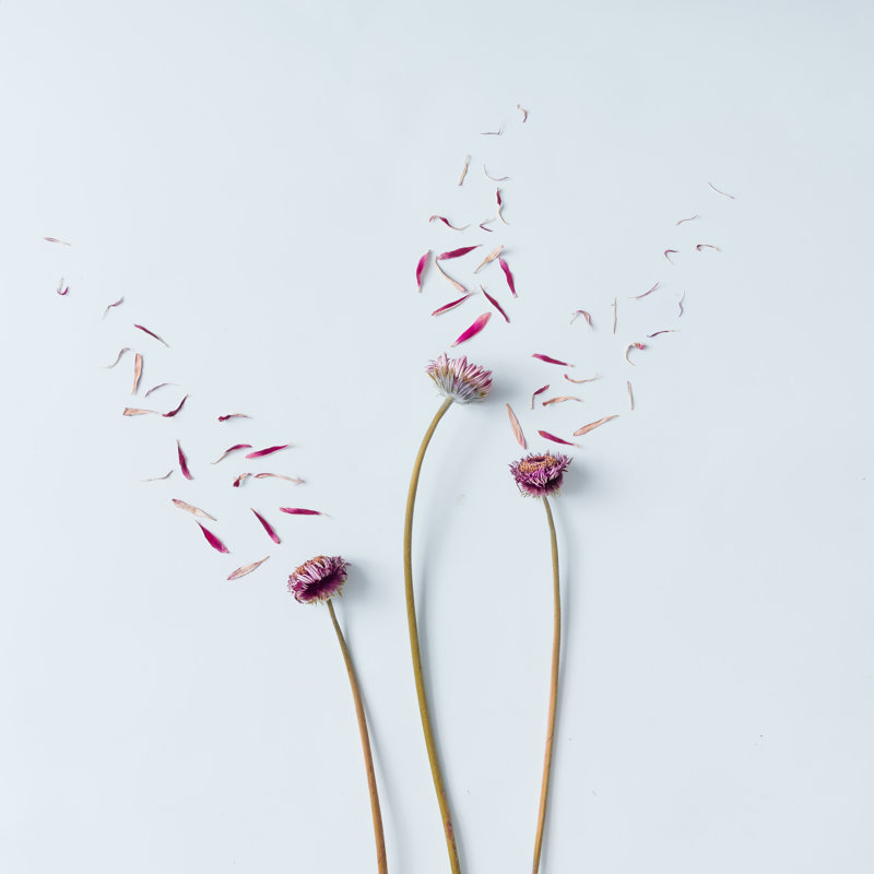 Three Flowers With Petals Blown Off by Ivan101 - Wrapped Canvas Print, 122cm H x 122cm W
