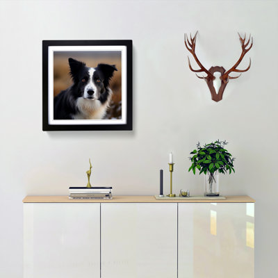Border Collie Photograph - Framed Print