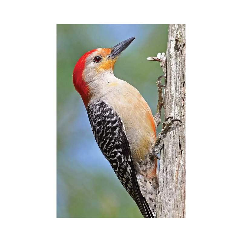 Red Bellied Woodpecker by Brian Wolf - Wrapped Canvas Print, 45.72cm H x 30.48cm W x 1.91cm D