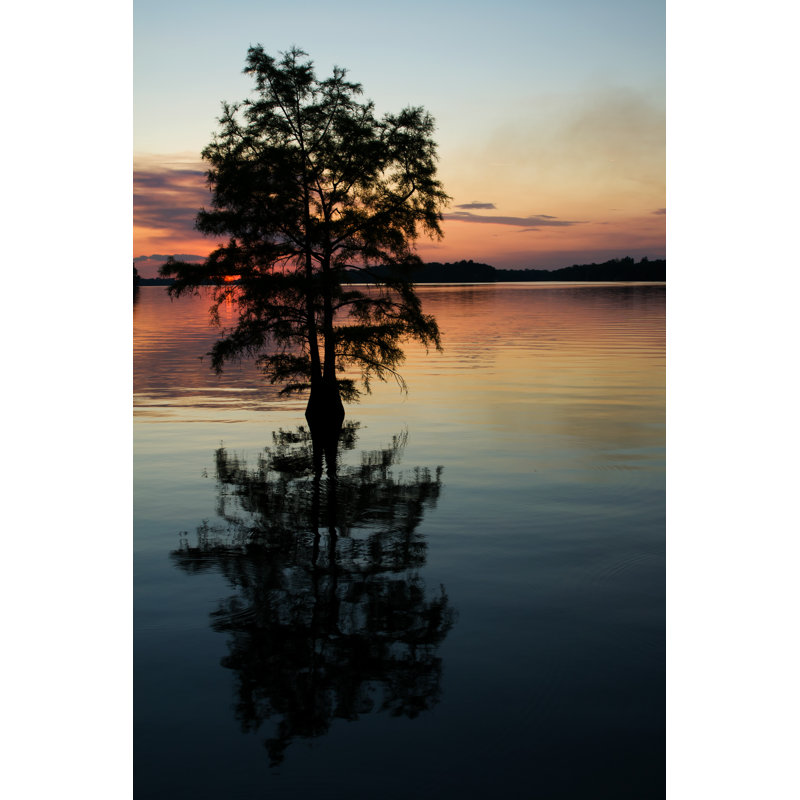 Cypress On A Lake - Wrapped Canvas Print, 46cm H x 30cm W x 3.8cm D