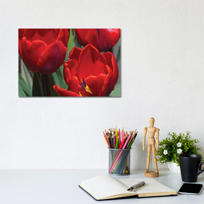 Tulips by Brian Wolf - Wrapped Canvas Print