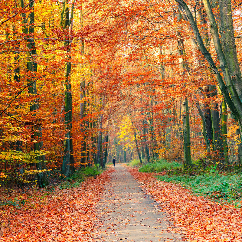 Autumn Park - Wrapped Canvas Print, 51cm H x 51cm W x 3.8cm D