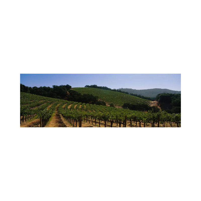 Hillside Vineyard Landscape, Napa Valley AVA, California, USA - Wrapped Canvas Print, 121.92 cm H x 40.64 cm W x 1.91 cm D