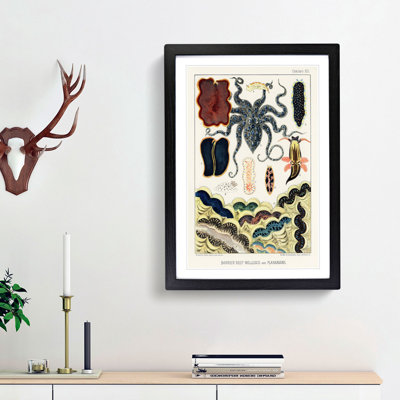 Great Barrier Reef Molluscs and Planarians by W. Saville-Kent - Picture Frame Painting Print