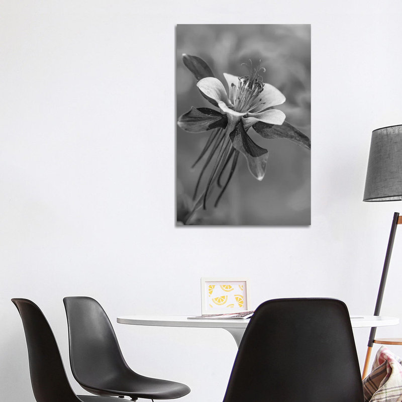 Colorado Blue Columbine Flower Close Up, North America by Tim Fitzharris - Wrapped Canvas Print