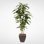 Real Touch Faux Dracaena Tree in Metal Planter