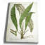 «Botanical Plate XXI», impression sur toile tendue-22188560