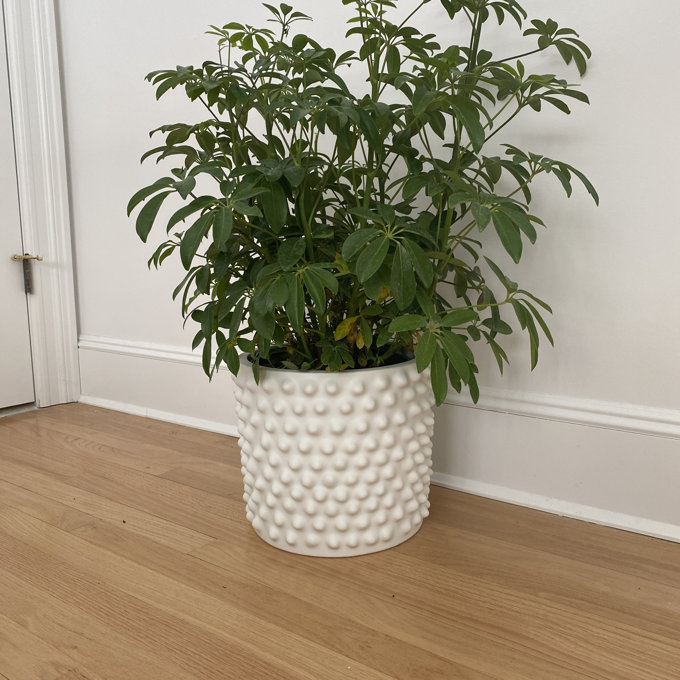 grow your own plant kit Build Your Own 3D Windmill Farm Plant Puzzle Kit main image 0