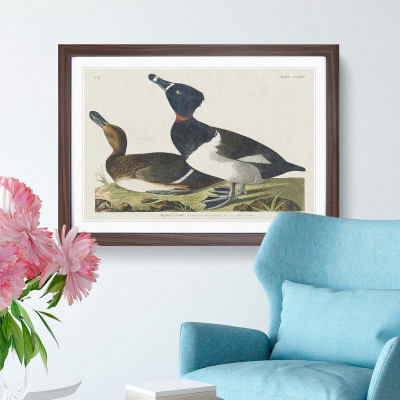 Ring-Necked Ducks by John Audubon - Picture Frame Painting Print, 27cm H x 36cm W x 2cm D, Walnut Framed