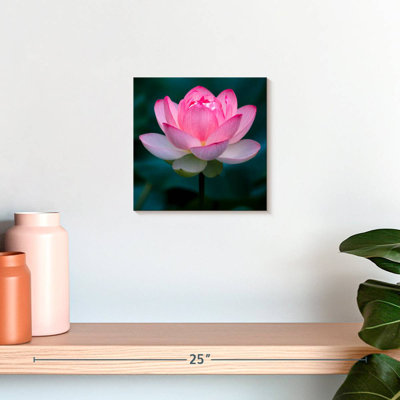 Harnek Delicate Lotus