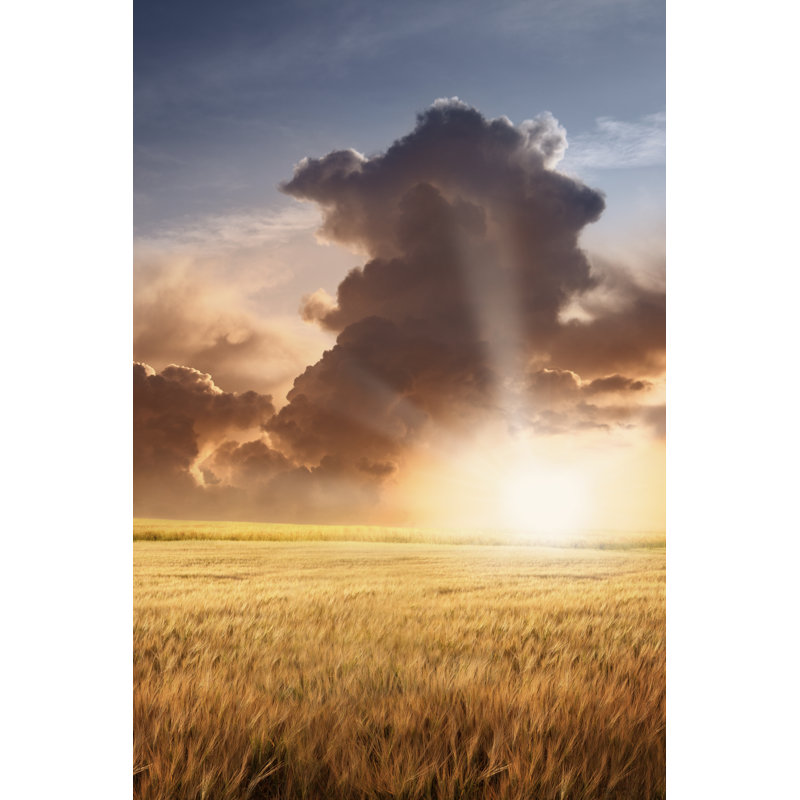 Barley Field And Cloudy Sky In Sunset Light by Narvikk - No Frame Art Prints on Canvas, 46cm H x 30cm W