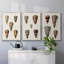Cone Shell Collection I - Ensemble de 3 reproductions encadrées sur toile-91891052-91891057
