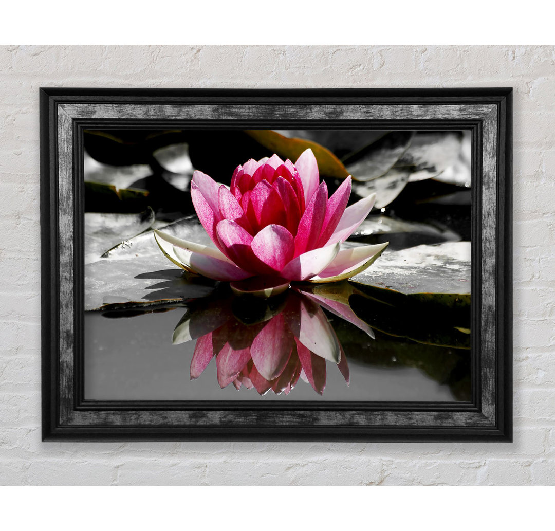 Pink Water Lily Reflections B N W - Einzelne Bilderrahmen Kunstdrucke