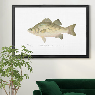 " White Bass "