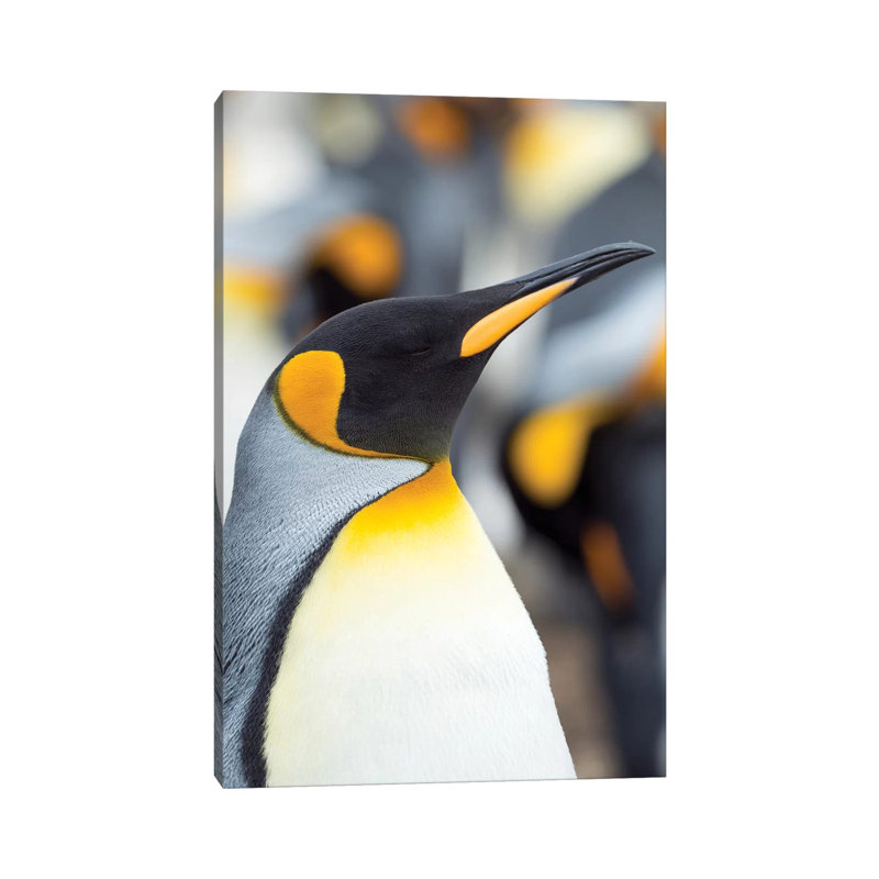 King Penguin, Falkland Islands. by Martin Zwick - Wrapped Canvas Print, 20.32 cm H x 30.48 cm W