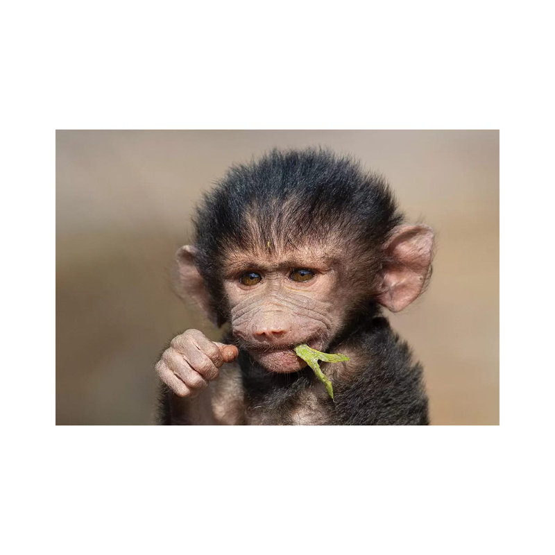 Baboon Baby II by Mogens Trolle - Wrapped Canvas Print, 20.32 cm H x 30.48 cm W