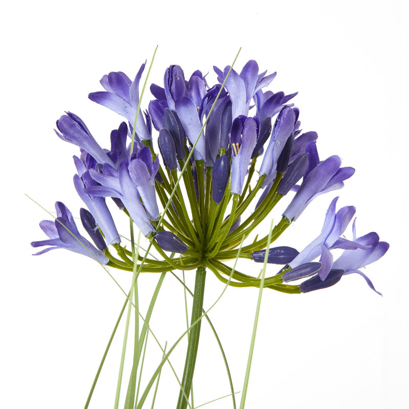 Andaiye 90cm Plant in Pot, Blue
