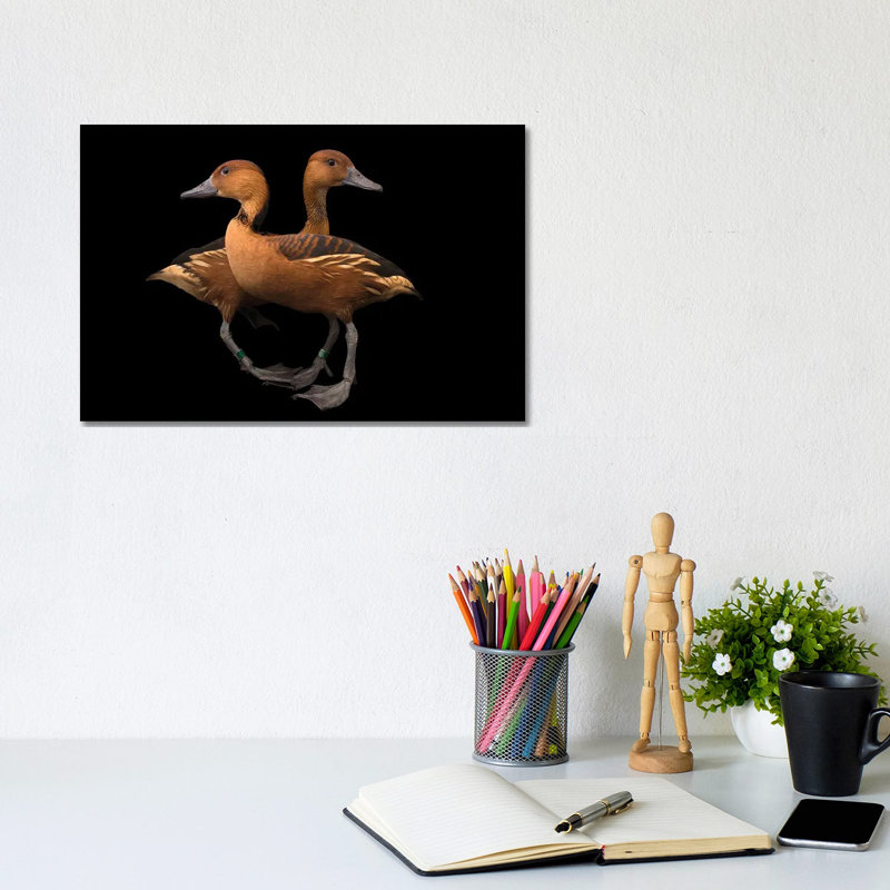 A Pair Of Fulvous Whistling Ducks At The Living Desert Zoo And Gardens In Palm Desert, California by Joel Sartore - Gallery-Wrapped Canvas Giclée on Canvas