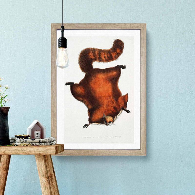 Brilliant Flying Squirrel Illustration by John Edward Gray - Picture Frame Painting Print, Oak Framed