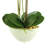 Orchid Arrangement in Vase-1791714266