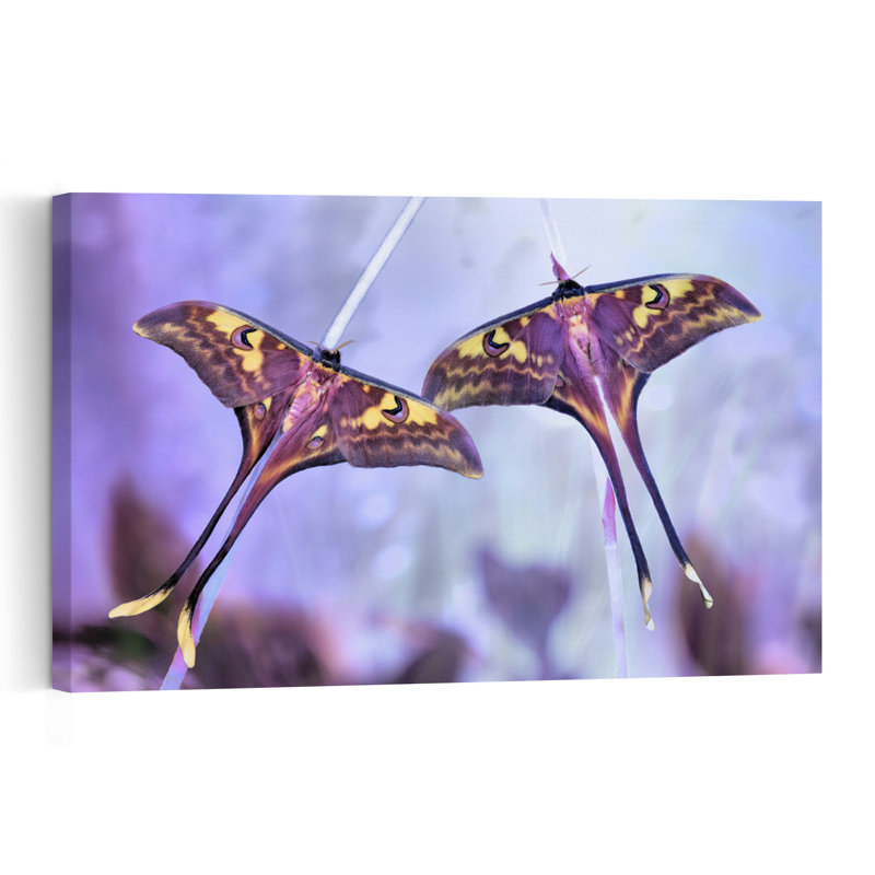 Elegant Luna Moths Delicate Elegant Ethereal Butterfly Moth Violet Nature Tropical Wall Art Print 1 Piece Wrapped Canvas Wall Art
