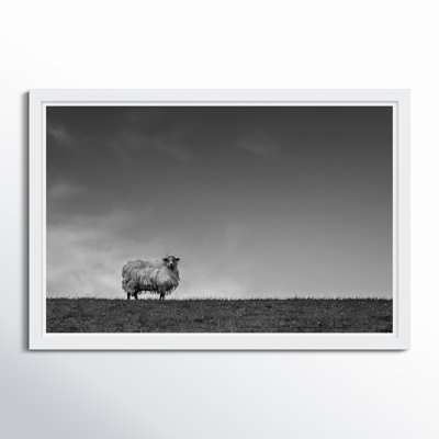 Solo Sheep