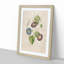 Morning Glory Flowers by Pierre-Joseph Redoute - Framed Print-55581531-55581534