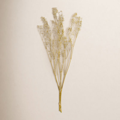 24" Dried Natural White Dried Gypsophila Baby's Breath Bunch, 0.7 oz. This is a natural product, dimensions and color may vary plant to plant.