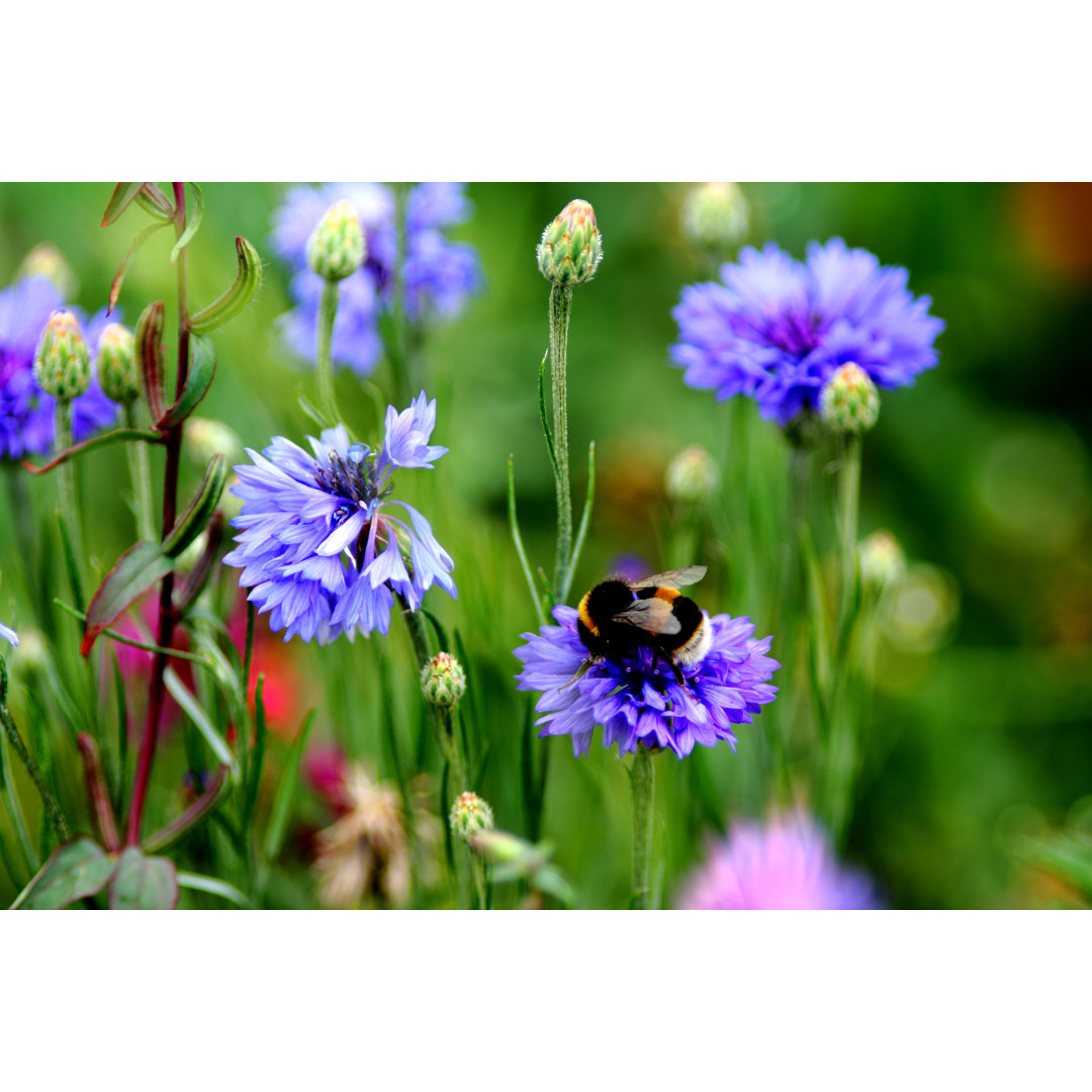 Busy Bumble von Coldsnowstorm - Leinwandbild