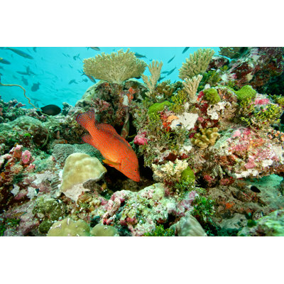 Colourful Coral Reef by RainervonBrandis - No Frame Print on Canvas