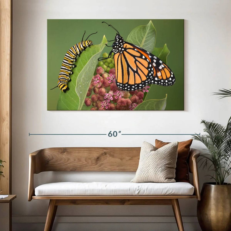 Milkweed Monarch And Caterpillar