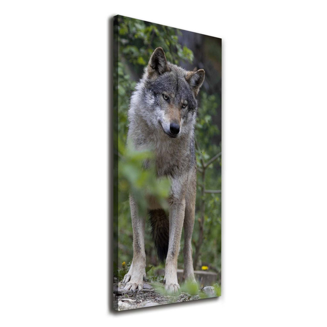 Ein Wolf im Wald - Kunstdrucke auf Leinwand