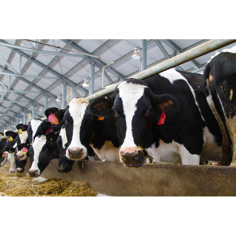 «Holstein Cows» par Grigorenko - Photographie sur toile tendue, L 12 po x H 8 po