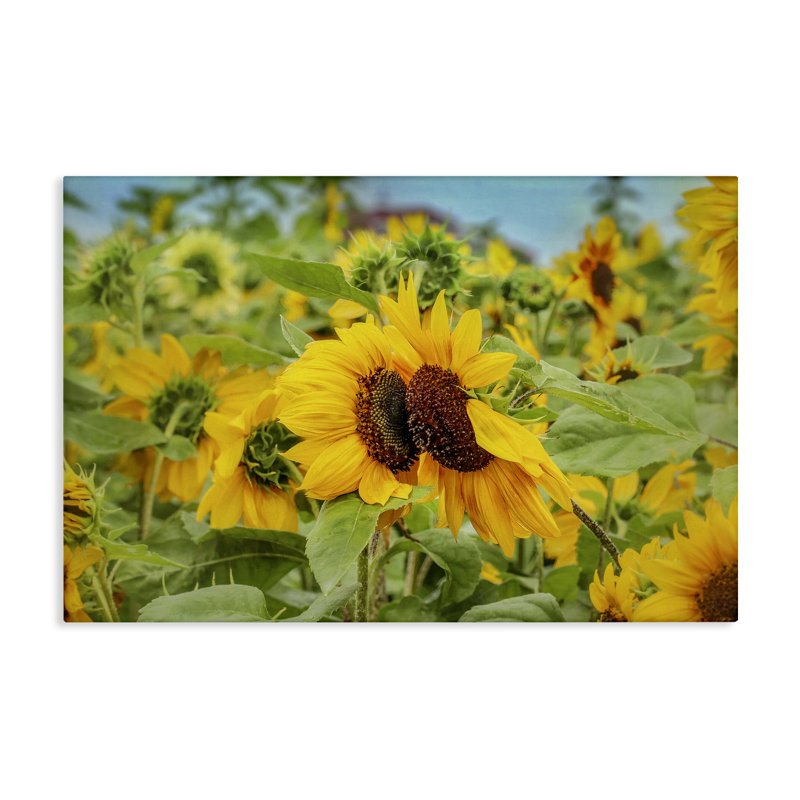 Photographie de champ de tournesol, art mural par Carrie Ann Grippo-Pike, H 16 po x l 24 po